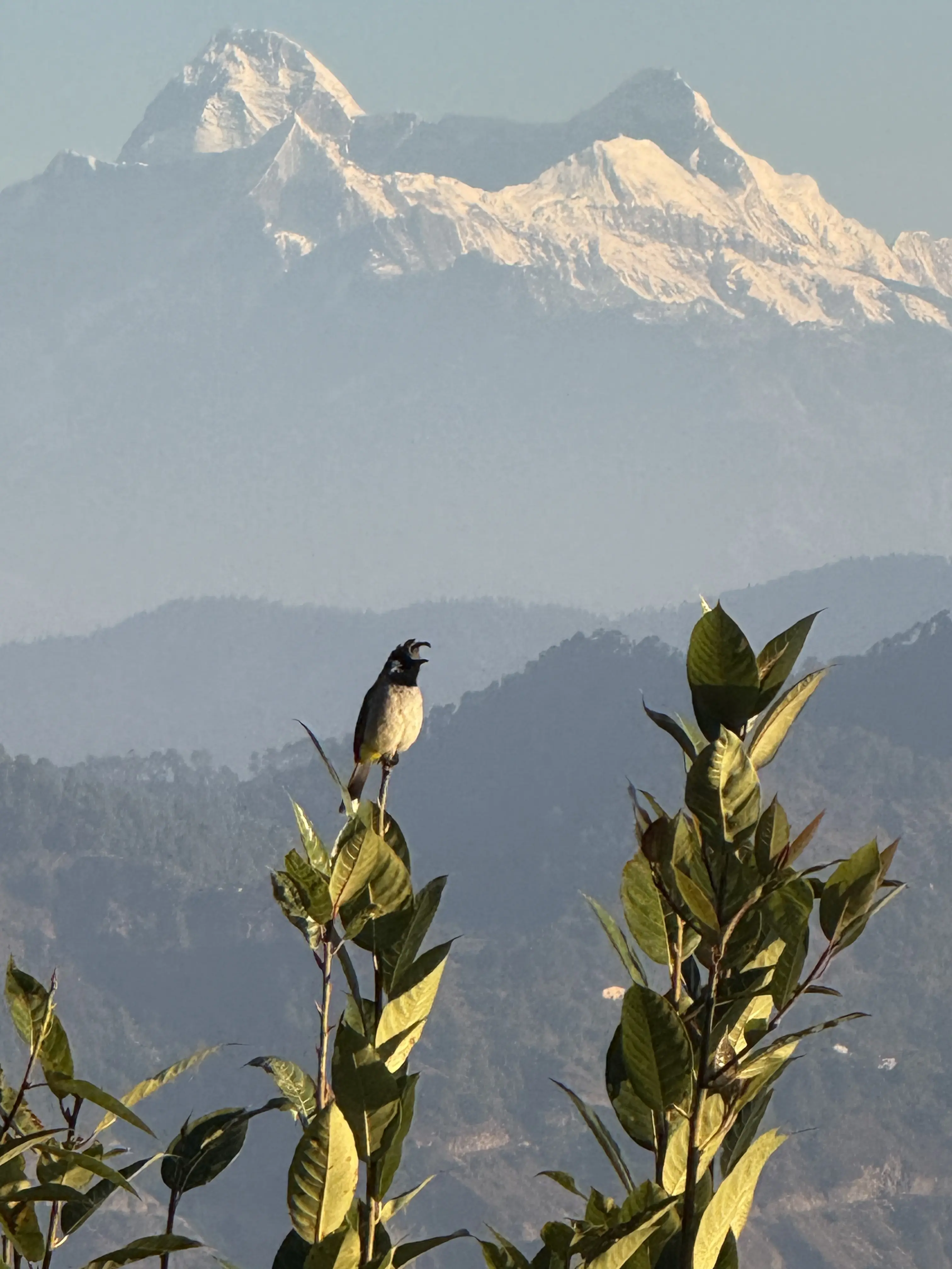 Panoramic Himalayan Mountain View from Mukteshwar Plots